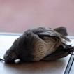 a dead quail